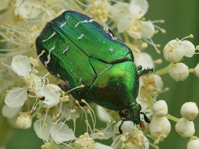 Gräsgrön guldbagge - Cetonia aurata - Rose Chafer