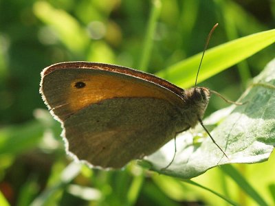 Slttergrsfjril - Maniola jurtina - Meadow Brown