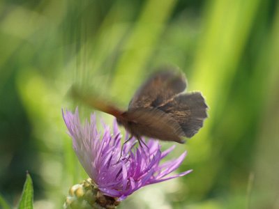 Slttergrsfjril - Maniola jurtina - Meadow Brown