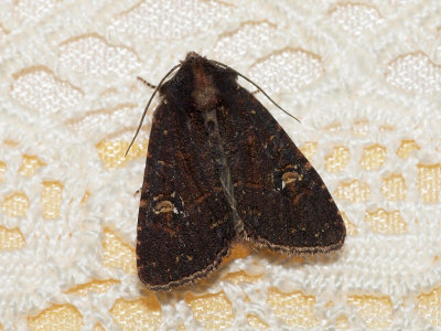 Vitaxfly/mindre vitaxfly - Mesapamea secle/secalella - Common Rustic/Lesser Common Rustic