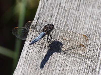 Mindre sjtrollslnda - Orthetrum coerulescens - Keeled Skimmer