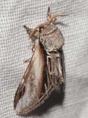 Pilporslinsvinge - Pheosia tremula - Swallow Prominent
