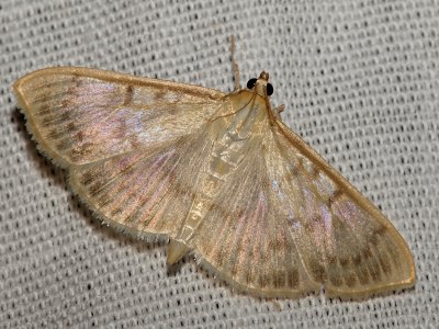 Allmnt nsselmott - Pleuroptya ruralis - Mother of Pearl