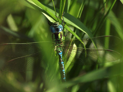 Grn mosaikslnda - Aeshna viridis - Green Hawker