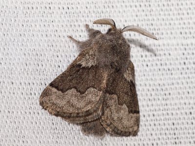 vriga fjrilar - Other Moths