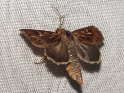 Allmnt grsfly - Cerapteryx graminis - Antler Moth