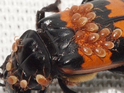 Dödgrävara - Nicrophorus investigator - Carrion Beetle