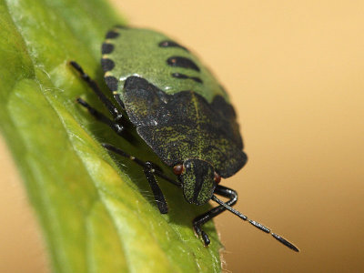 Grön bärfis - Palomena prasina - Green shield bug