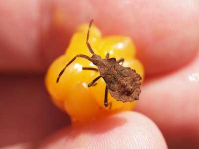 Coreus marginatus, en bredkantskinnbagge