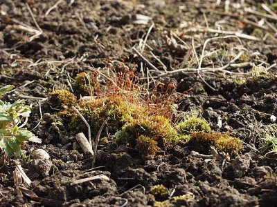 B. capillare - Skruvbryum - Capillary Thread-moss