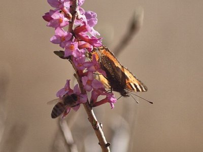 Biet får sitta i skuggan av nässelfjärilen när de suger nektar från tibasten.

The Bee i sitting in the shadow of the Small Tortioseshell.