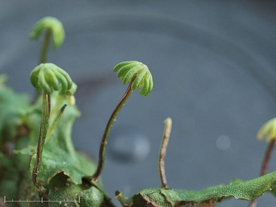 Marchantia polymorpha ssp. ruderalis - Lungmossa - Common Liverwort