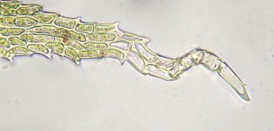 Thuidium assimile - Backtujamossa - Philiberts Tamarisk-moss
