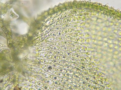 Thuidium assimile - Backtujamossa - Philiberts Tamarisk-moss