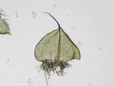 Stamblad
Stem leaf
