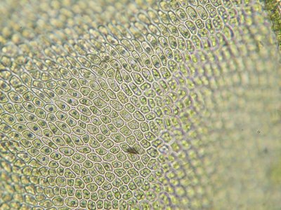 Thuidium assimile - Backtujamossa - Philiberts Tamarisk-moss