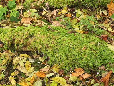 Thuidium assimile - Backtujamossa - Philiberts Tamarisk-moss