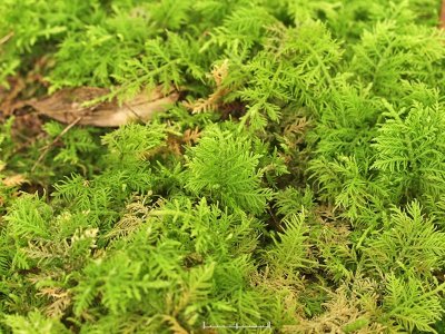 Thuidium assimile - Backtujamossa - Philiberts Tamarisk-moss