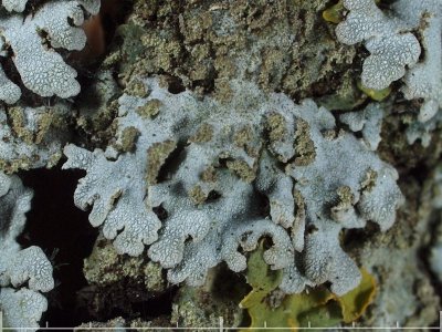 Gulkantad dagglav - Physconia enteroxantha - Bordered Frost
