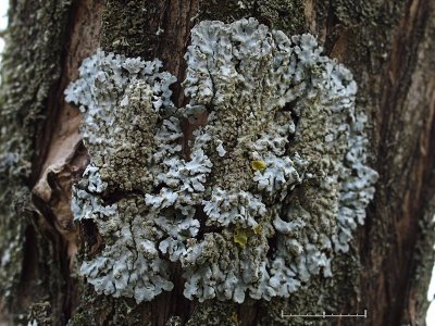 Gulkantad dagglav - Physconia enteroxantha - Bordered Frost