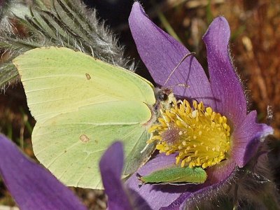 Här samsas fjärilarna i samma blomma

Two species of butterfly in one flower.