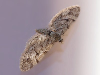 Årets första mätare, en art ur den svårbestämda gruppen malmätare, satt en stund på fönstret till uterummet.

The first geometer moth of the year.