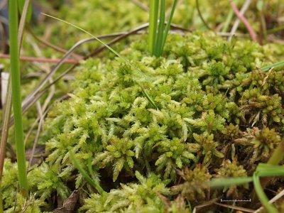 Sphagnum palustre - sumpvitmossa - Blunt-leaved Bog-moss