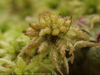 Sphagnum palustre - sumpvitmossa - Blunt-leaved Bog-moss