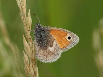 Kamgrsfjril - Coenonympha pamphilus - Small Heath