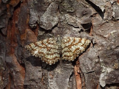 Den vanligaste fjrilen i Tripphult under maj och brjan av juni. 

The most common moth in Tripphult during May and the first half of June