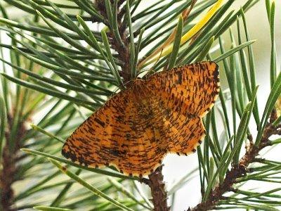 Plommonmätare - Angerona prunaria - Orange moth