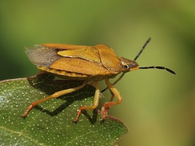 Purpurbrfis - Carpocoris purpureipennis - Black-shouldered Shieldbug