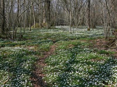 5 maj -06: Vitsippor - Wood anemones