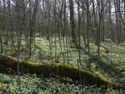 Vitsippor - Wood anemones