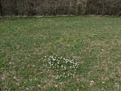 Blomning i ngen - Flowers in the meadow