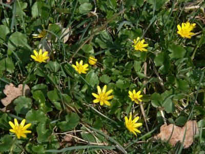 Svalört - Ranunculus ficaria - Lesser Celandine