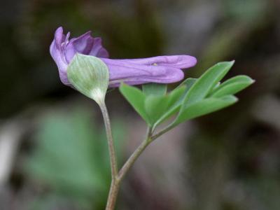 Smånunneört - Corydalis intermedia