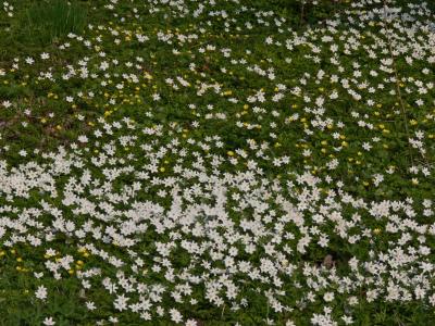Vitsippor - Wood anemones + Svalrt - Lesser Celandine