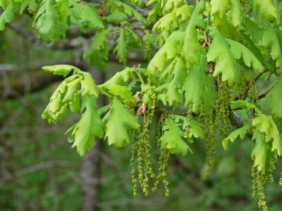 Ek - Quercus robur - Oak