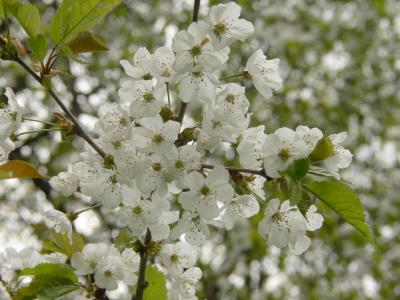 Sötkörsbär (fågelbär) - Prunus avium - Wild cherry