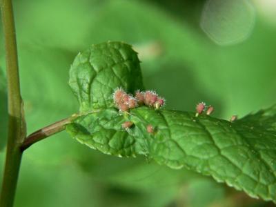 Galler p hggblad - Galls on bird cherry leaf