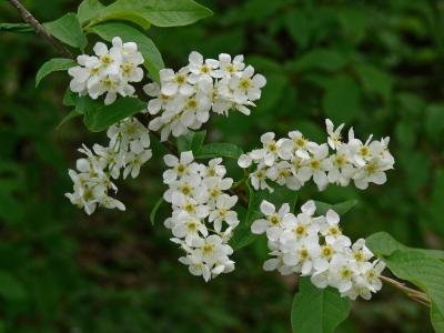 Hägg - Prunus padus - Bird cherry