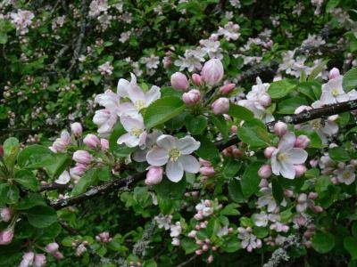 pple - Malus domestica - Apple tree