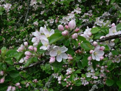 Äpple - Malus domestica - Apple tree