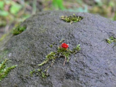 Sammetskvalster (löpkvalster) - Trombidium holosericeum - Velvet mite