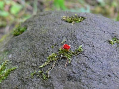 Sammetskvalster (lpkvalster) - Trombidium holosericeum  - Velvet mite