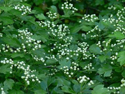 Hagtornknoppar - Crataegus - Hawthorn buds