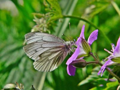 Rapsfjäril - Pieris napi - Green-veined White