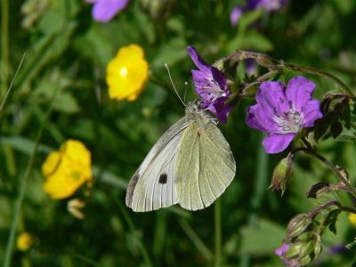 Kålfjäril - Pieris brassicae - Large White