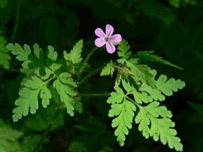Stinknva - Geranium robertianum - Herb Robert